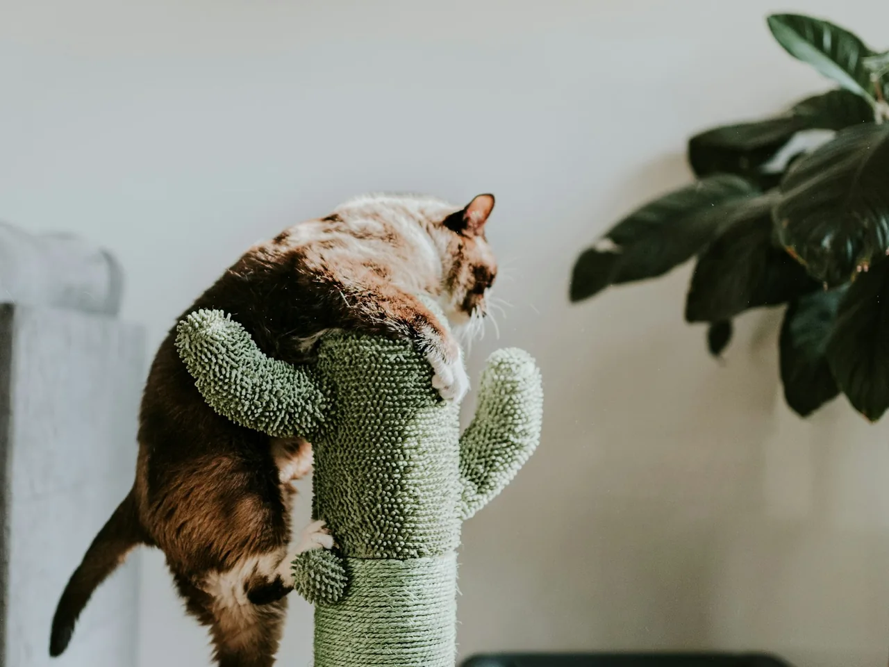 Cat stretching up a green scratching tower.