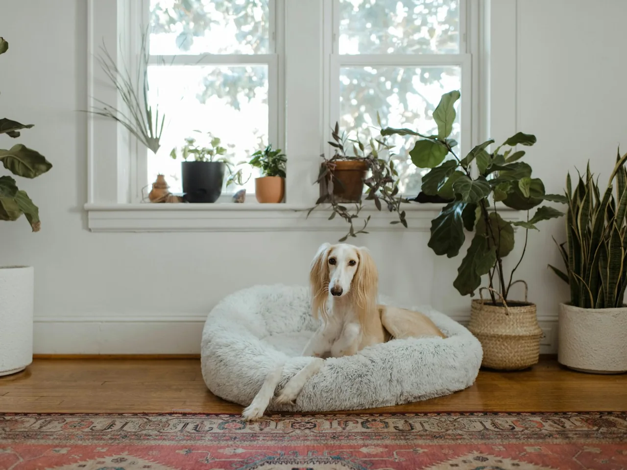 Dog on a cream bed in a bright room with houseplants.