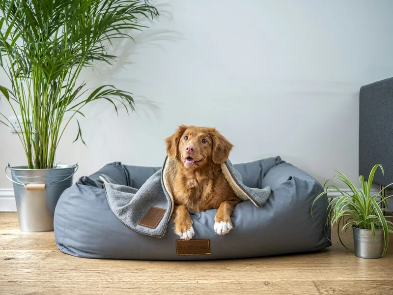 Dog relaxing on a grey bed beside houseplants.