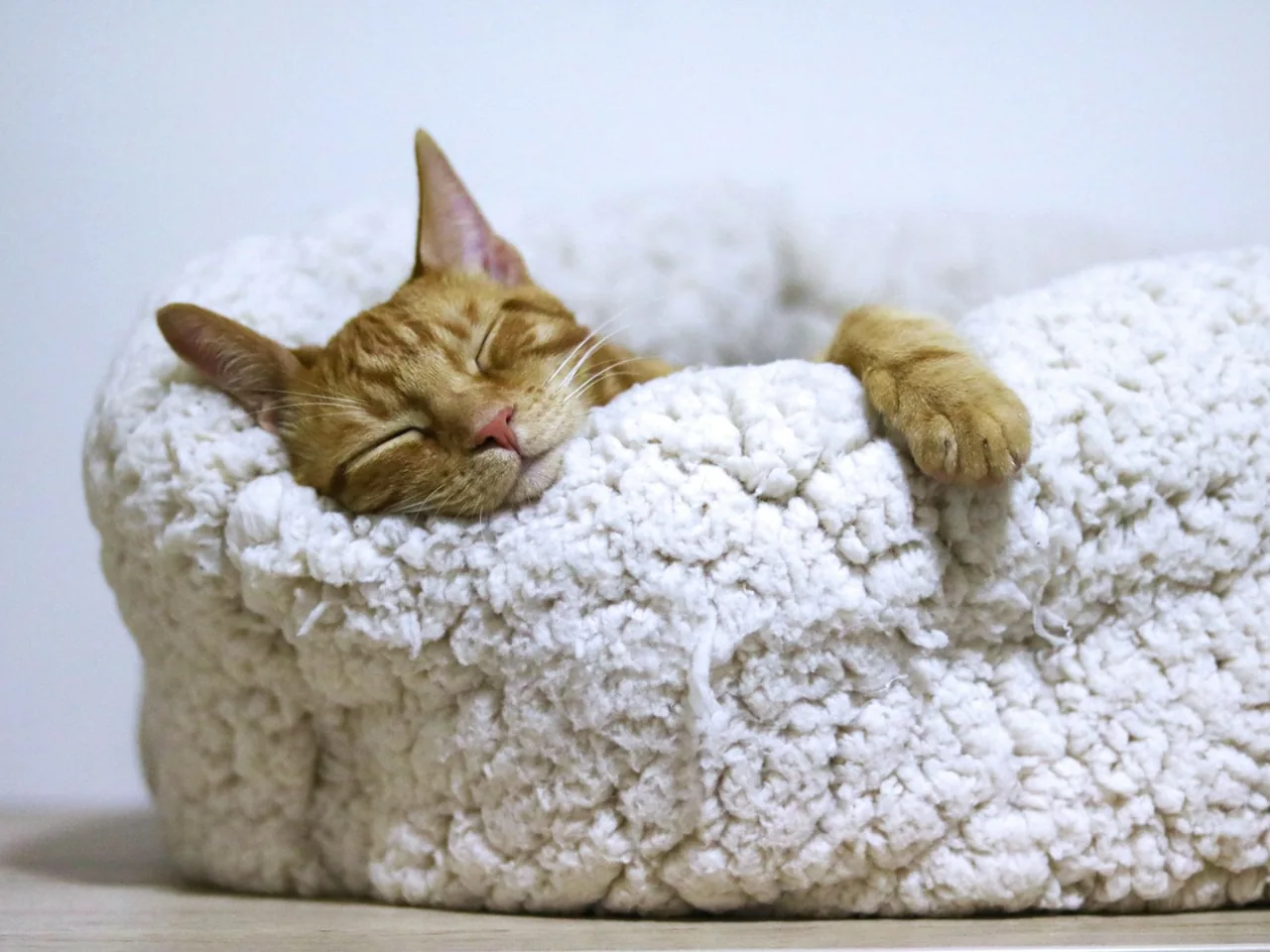 Orange cat sleeping in a soft round bed.
