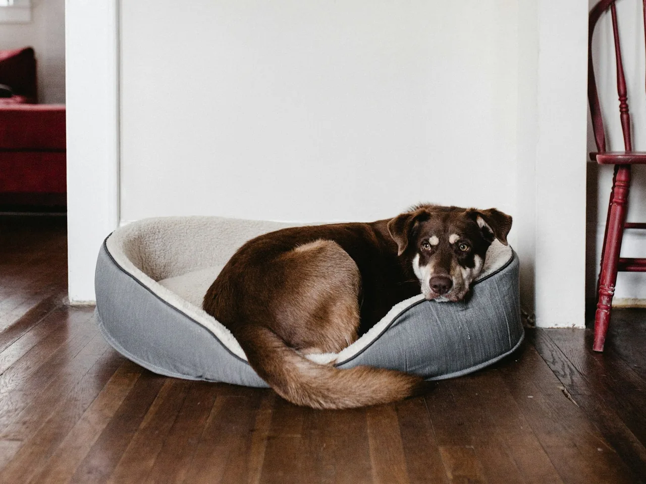 Brown dog curled in a grey bed beside a chair.