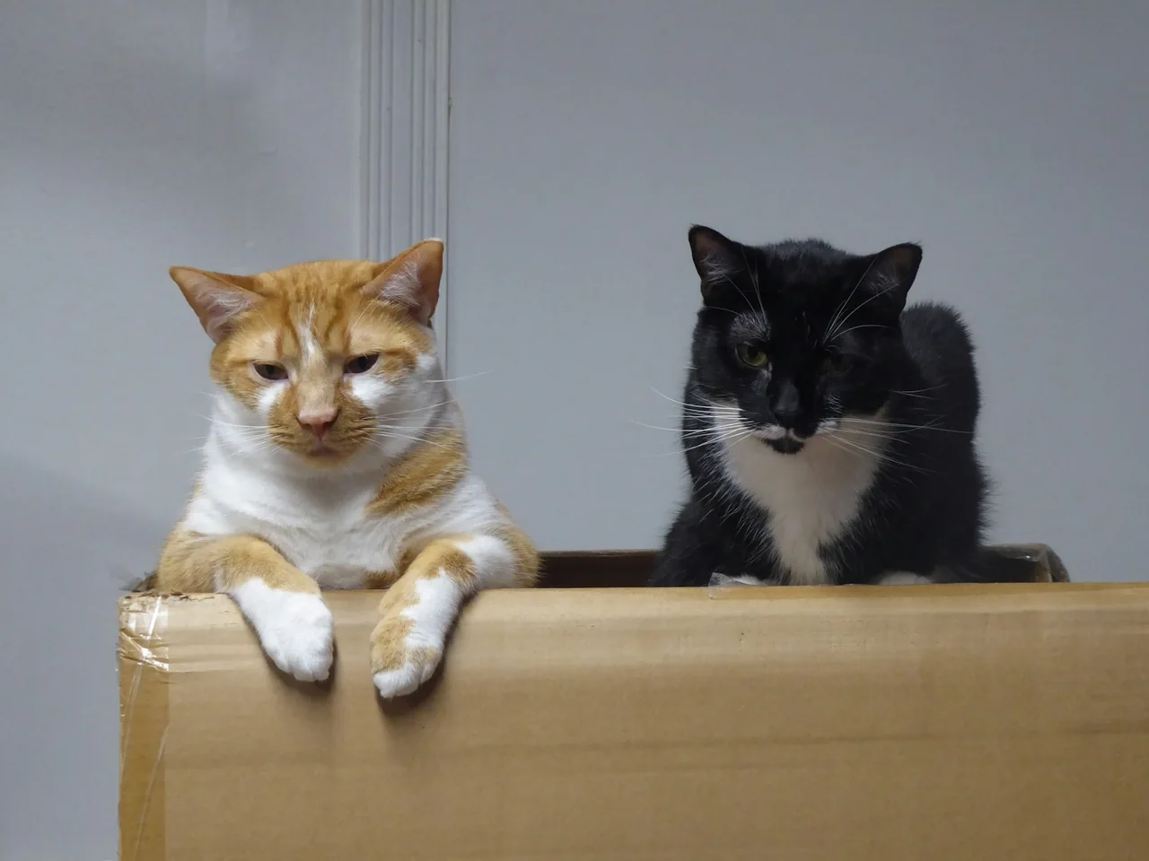Two cats resting on the edge of a box.