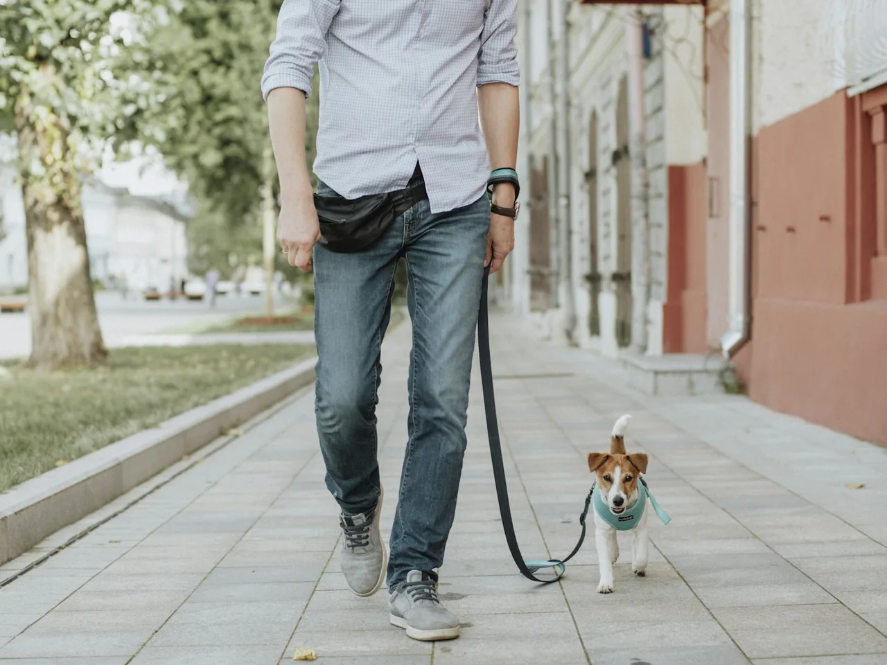 Person walking a small dog along a quiet street.